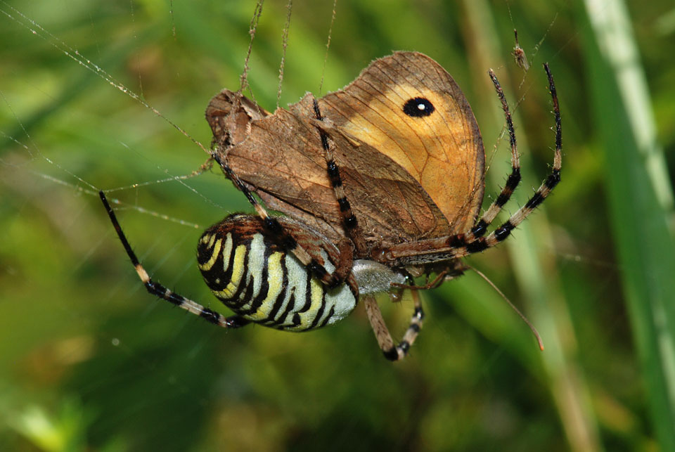 Argiope bruennichi